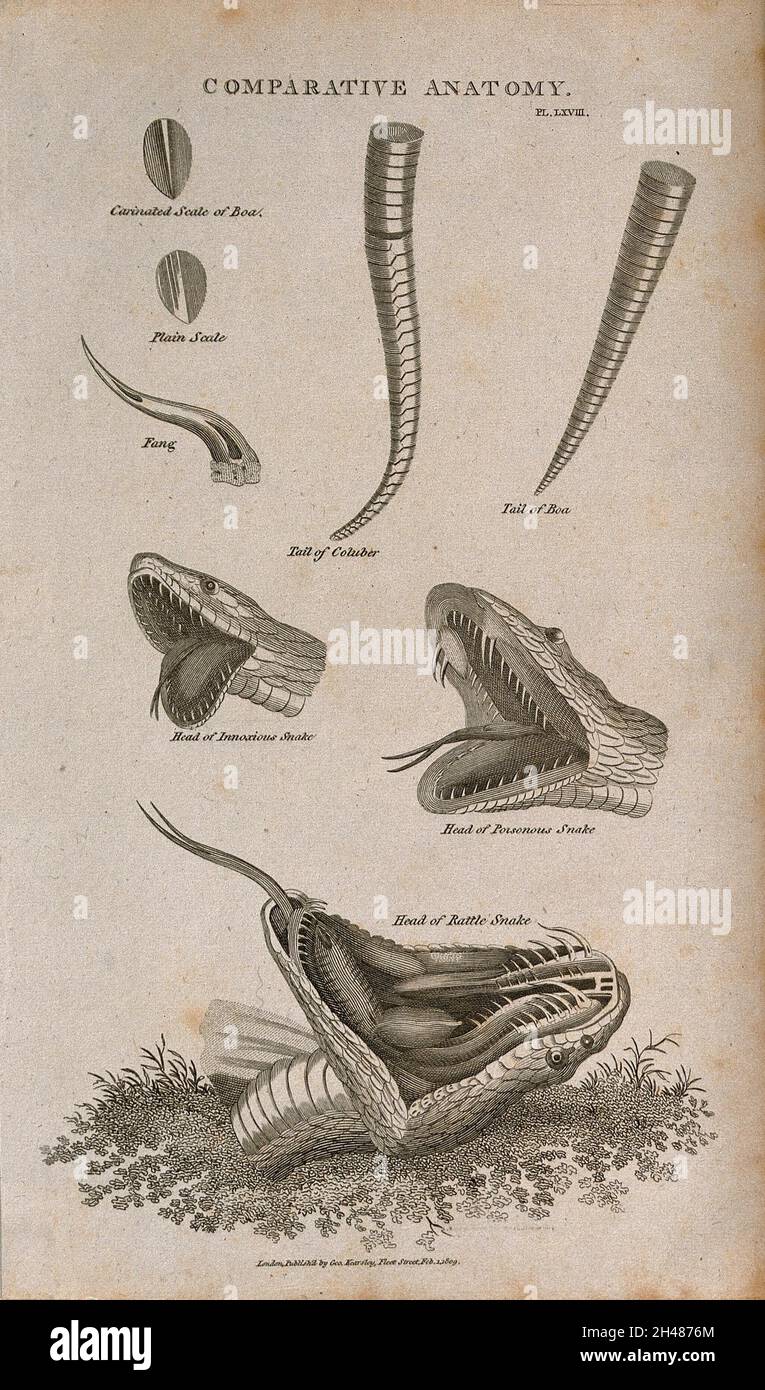 Anatomy of snakes: eight figures, including scales, a fang, the tails of a boa and a columber snake, and the heads of three species, including a rattle snake, all shown with open jaws. Line engraving after a drawing by S. Edwards (?), 1809. Stock Photo
