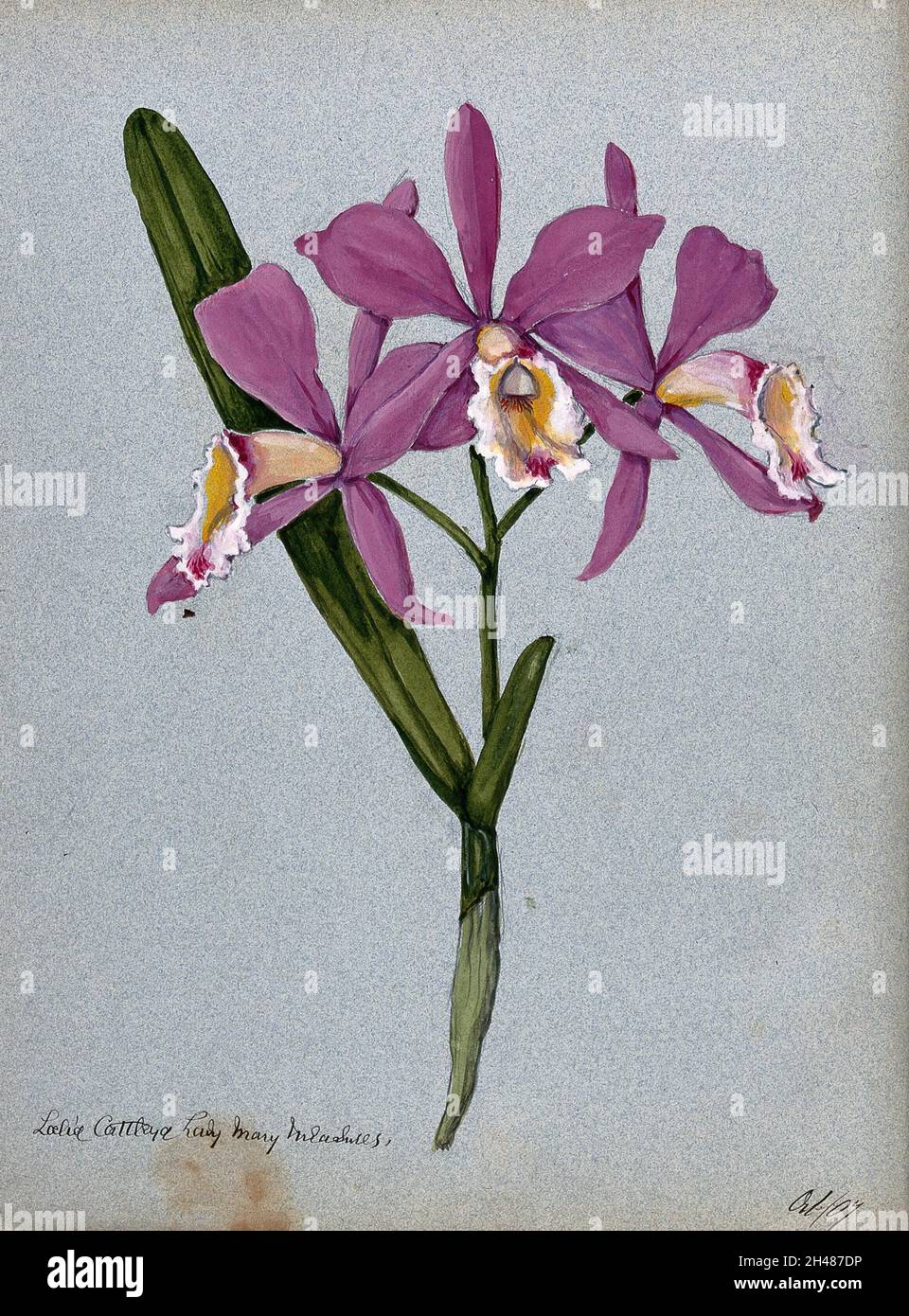 An orchid hybrid (Laelia x Cattleya 'Lady Mary Measures'): flowering stem and leaves. Watercolour, 1907. Stock Photo