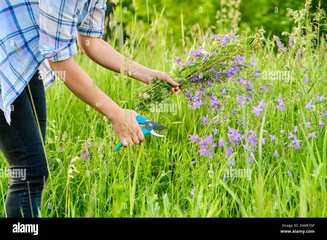Woman picking wildflowers bells in a spring summer grass meadow Stock