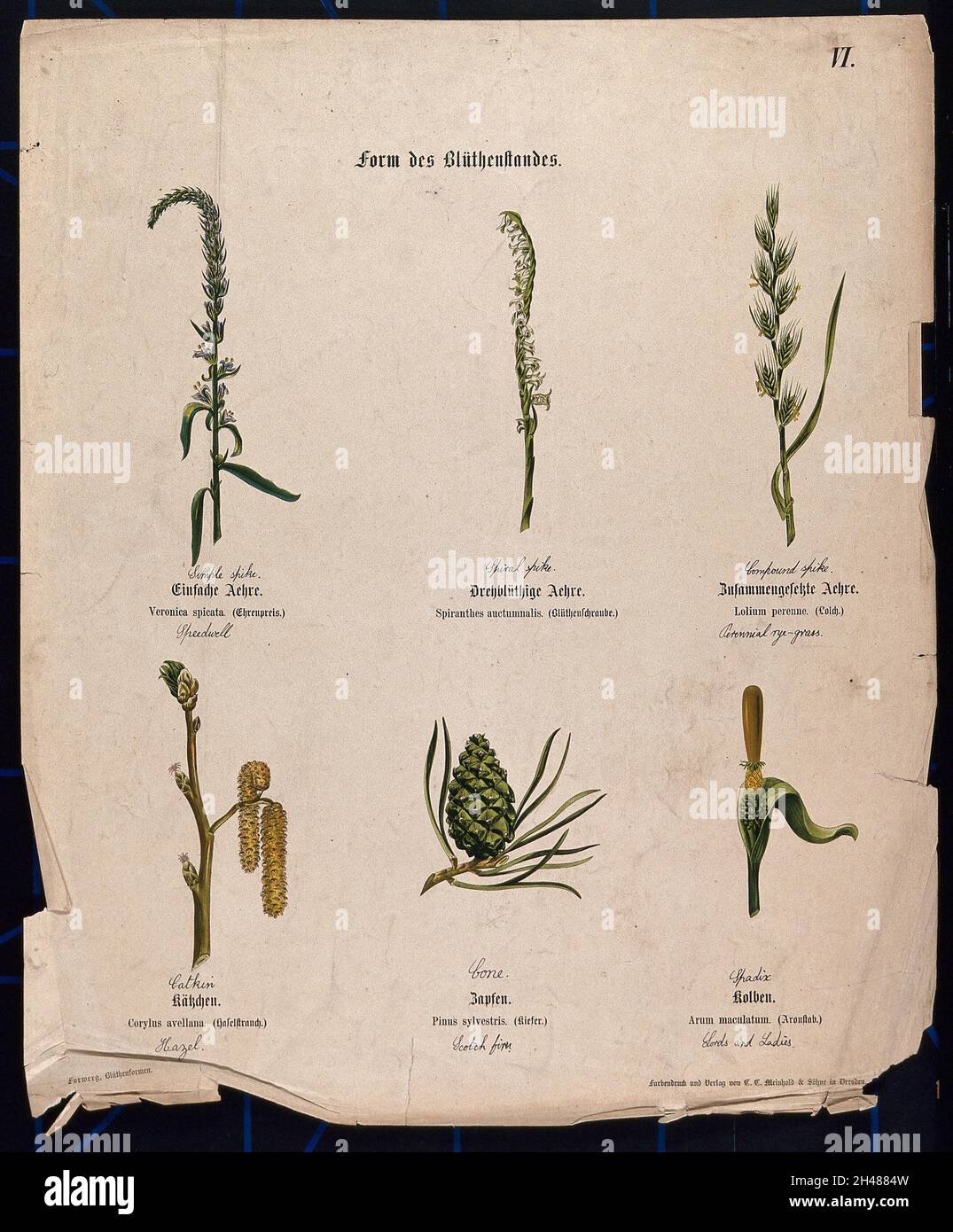 Turfgrass Inflorescnse Types Six different plants hi-res stock photography and images - Alamy