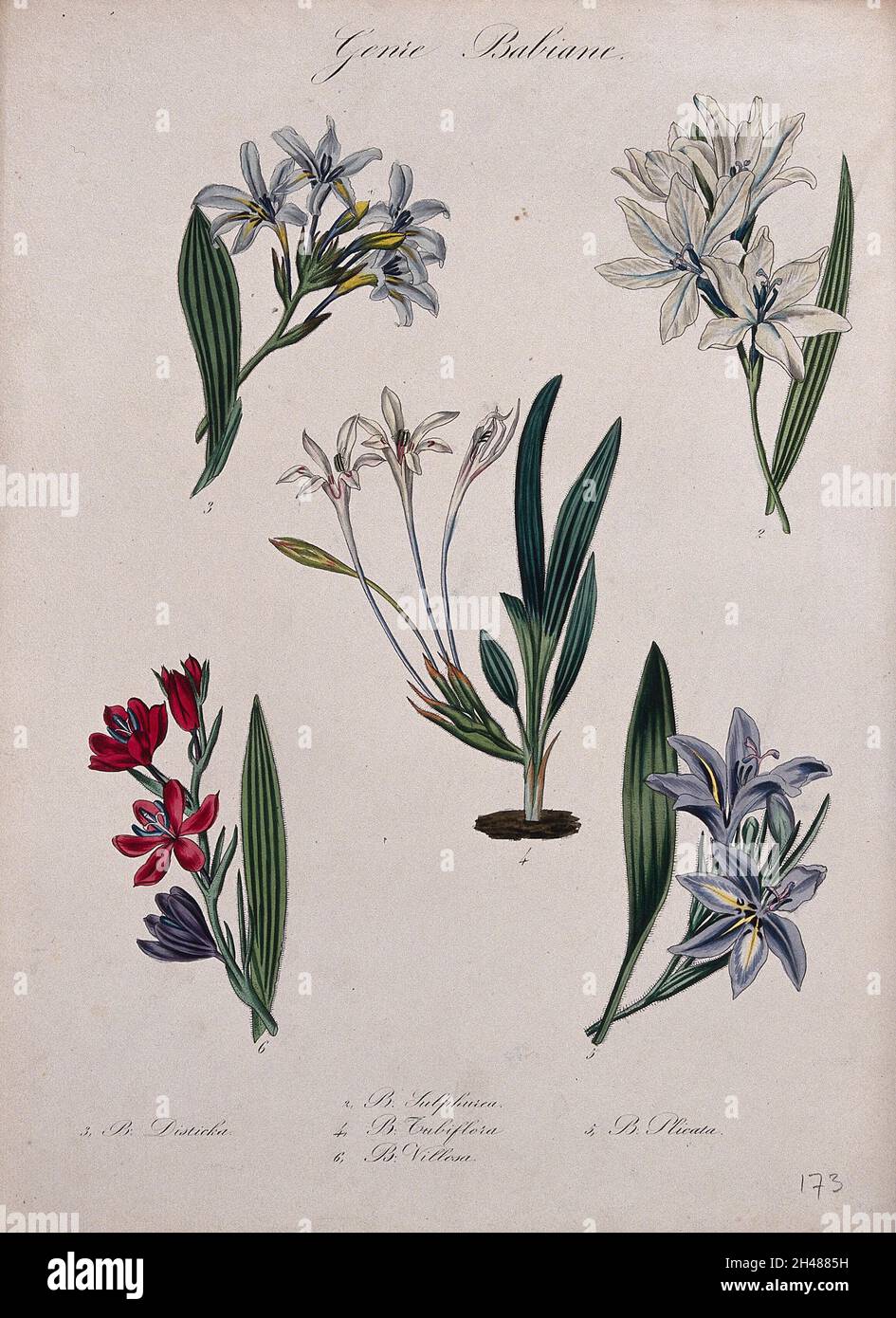 Five flowering plants, all species of the genus Babiana. Coloured lithograph. Stock Photo