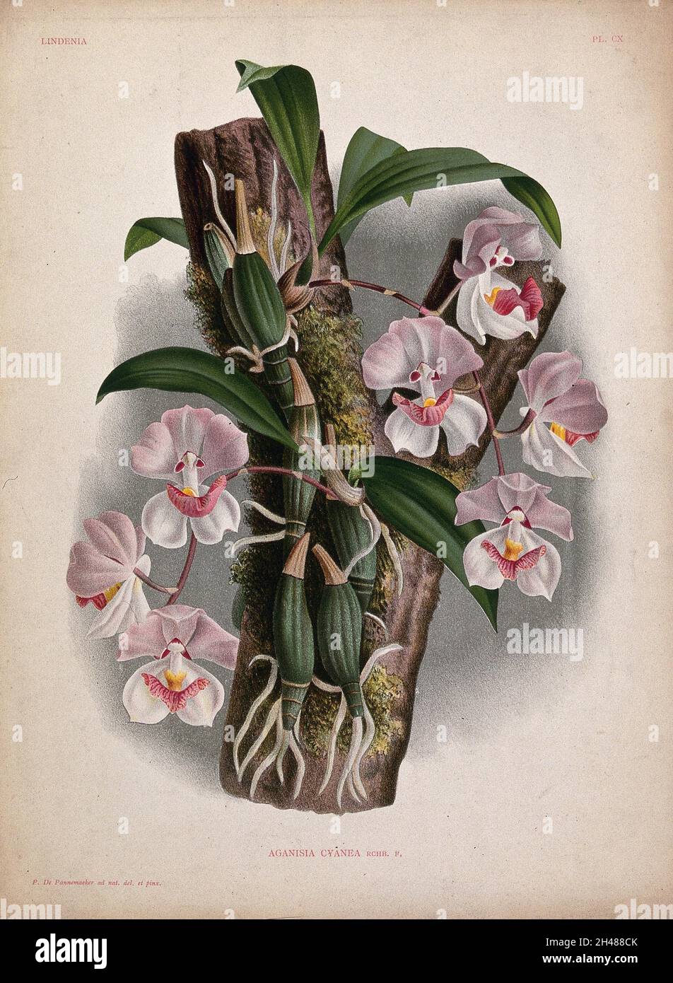A tropical orchid (Aganisia cyanea): flowering plant on a branch. Chromolithograph, c. 1885, after P. de Pannemaeker. Stock Photo