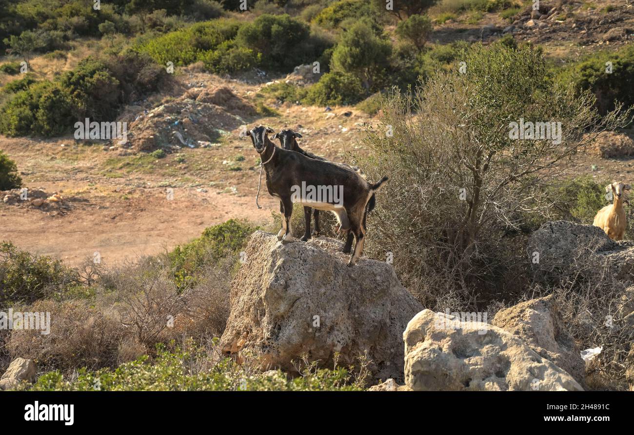 Ziegen, Kreta, Griechenland Stock Photo