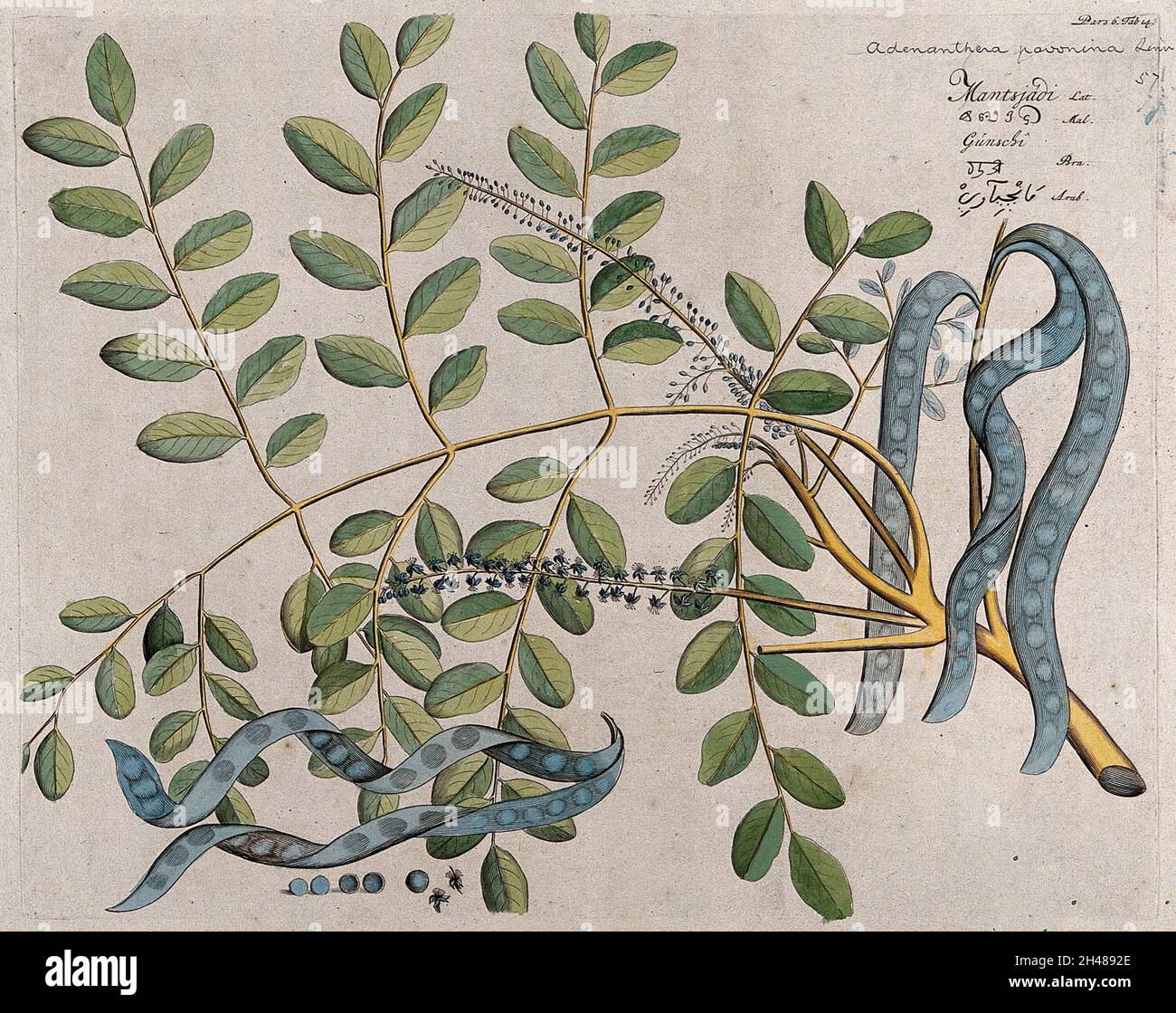 Circassian Tree or Red Sandalwood Tree (Adenanthera pavonina L.): branch with flowers and pods, separate opened pod, seeds and flowers. Coloured line engraving. Stock Photo