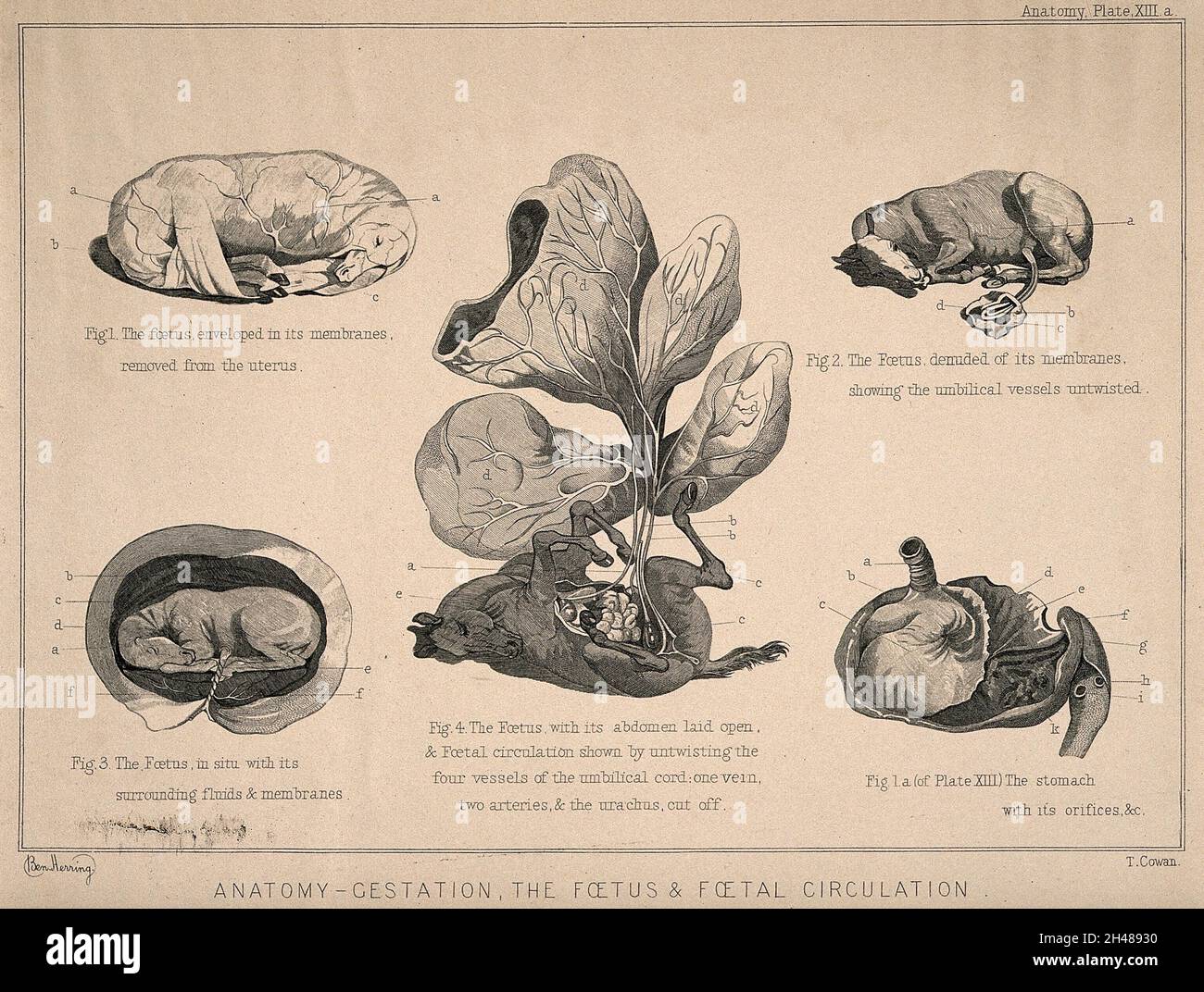 Horse foetuses five figures showing the foetus of a horse during the
