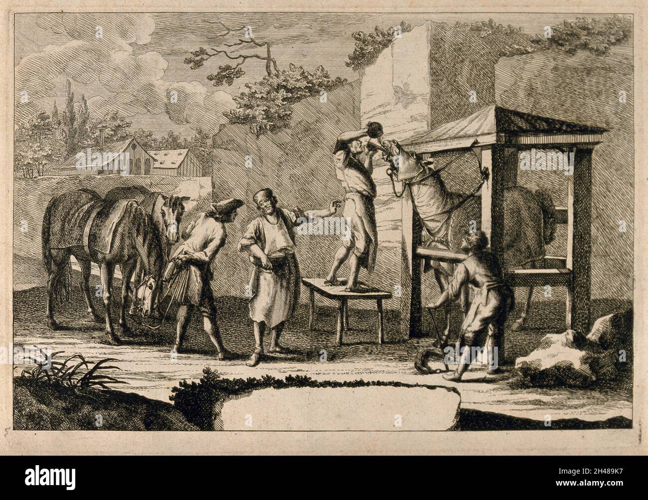 A horsedoctor and his assistants administer medicine to a horse