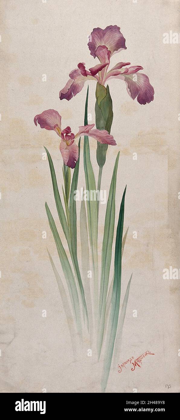 Japanese matsuzaki iris (Iris kaempferi cv.): mauve flowers and leaves. Watercolour. Stock Photo