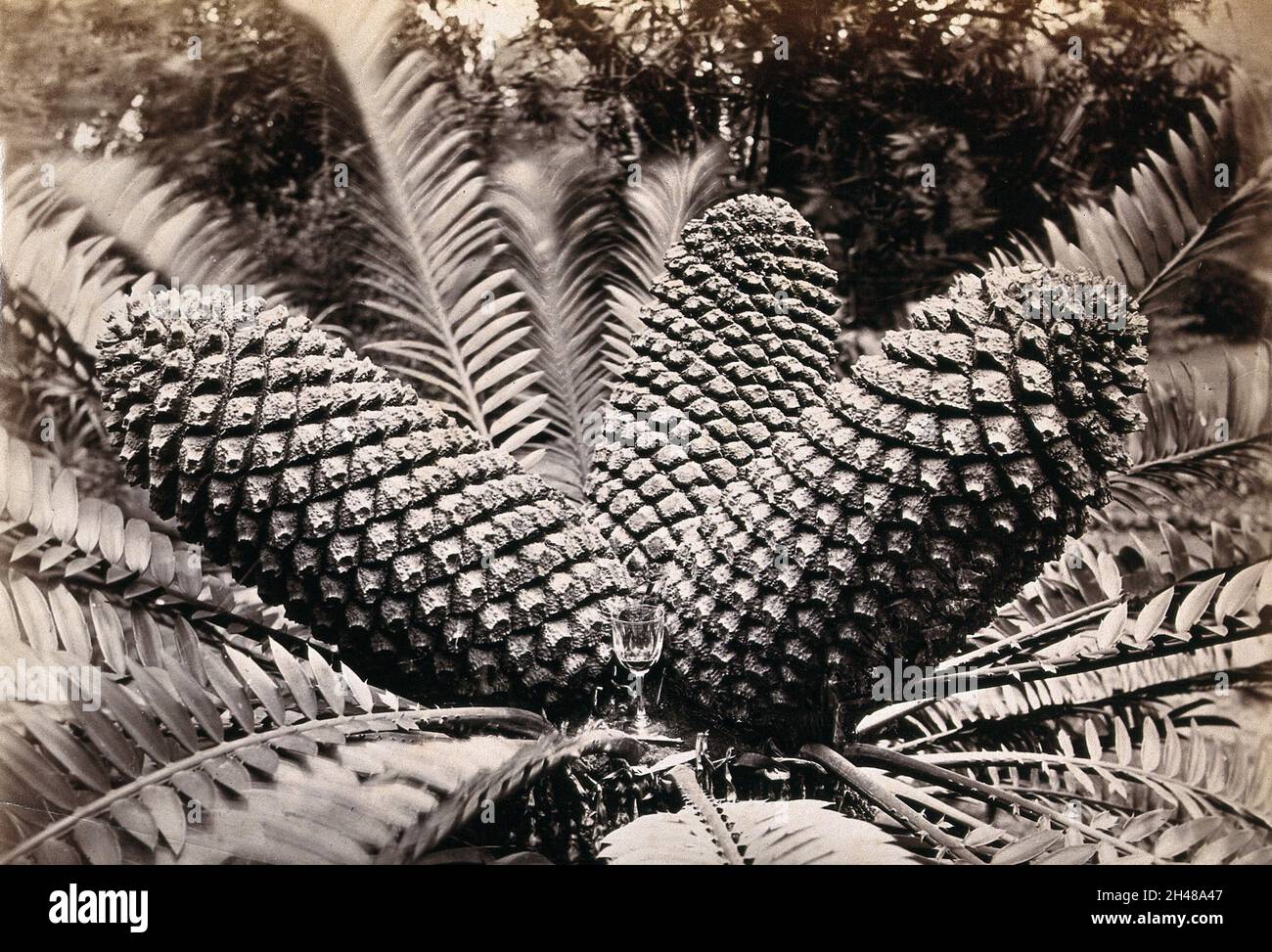 A cycad plant (Zamia species) with three large fruit. Photograph. Stock Photo