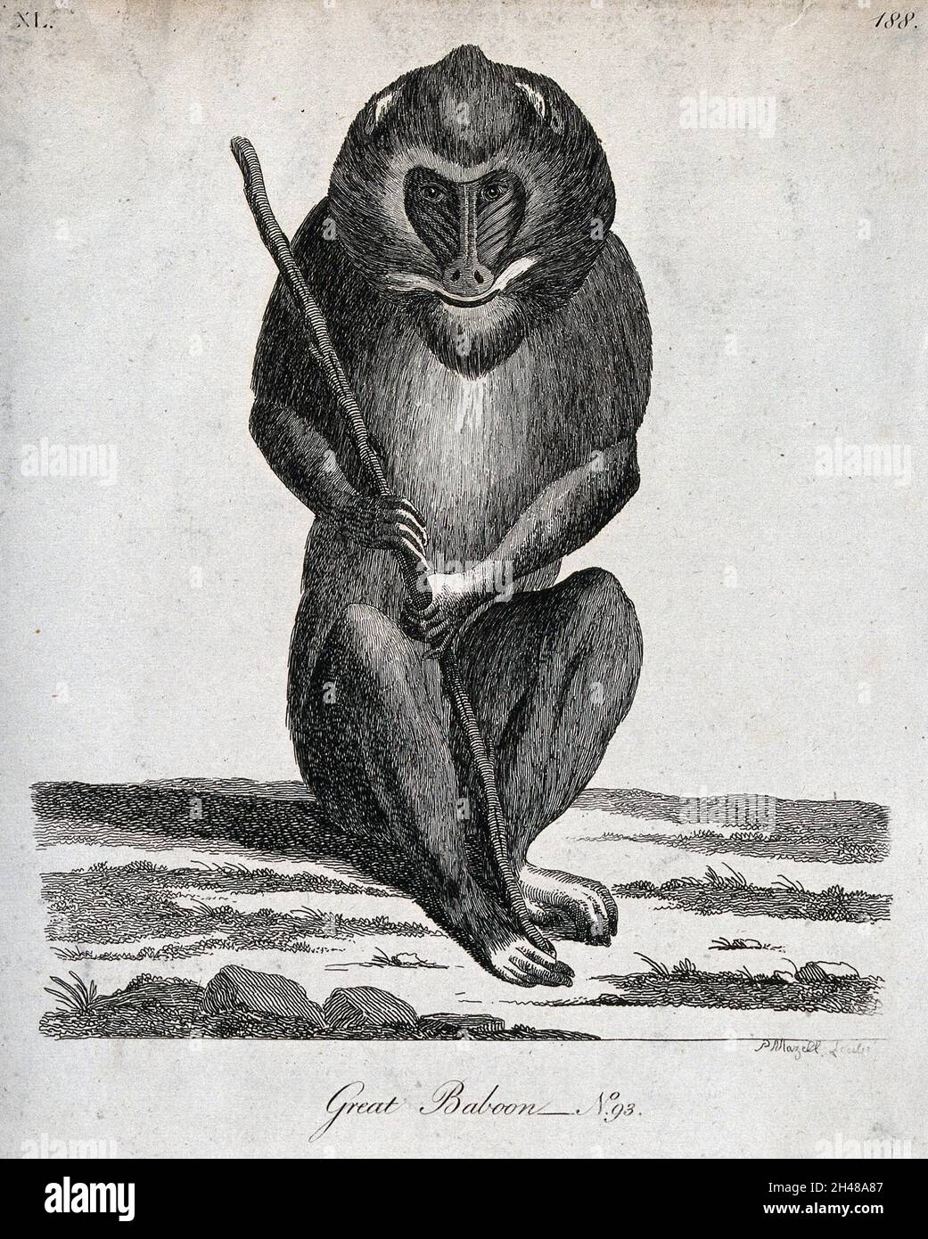 Baboons Using Tools A great baboon sitting on the ground holding a stick. Etching by P ...