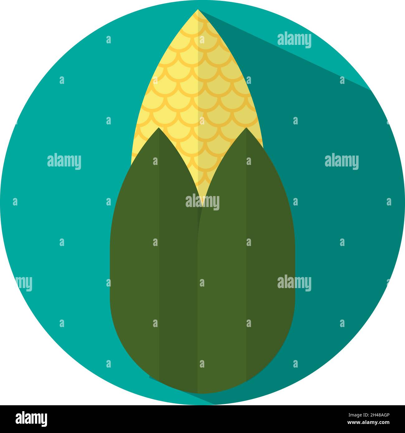 Ripe corn on the cob, illustration, vector, on a white background. Stock Vector