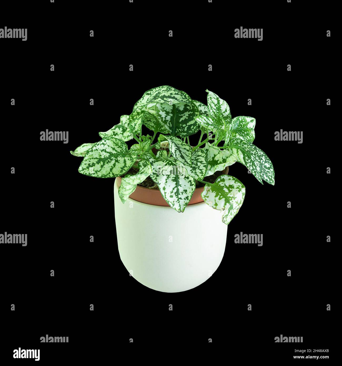 polka plant isolated on dark background (Hypoestes phyllostachya) Stock Photo