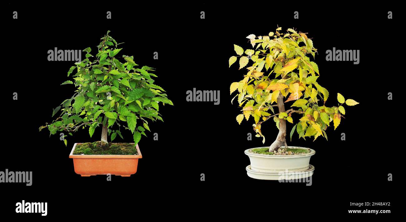 Zelkova serrata or japanese grey bark elm, bonsai isolated over dark background, development Stock Photo