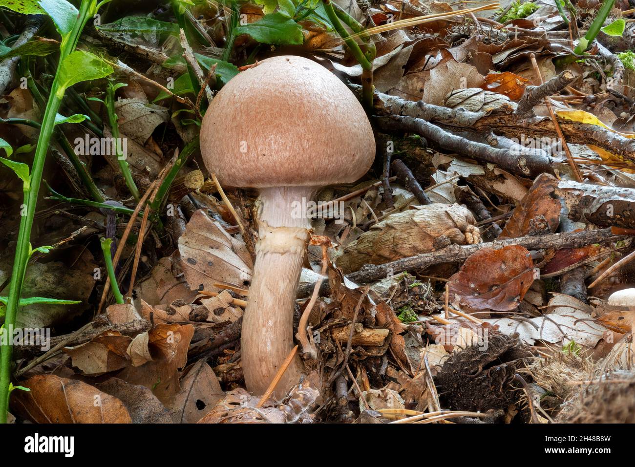 Side view of a single Cortinarius mushroom between leaves and pine needles Stock Photo