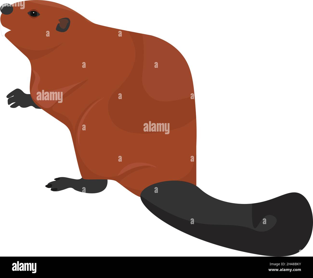 Beaver animal, illustration, vector on a white background. Stock Vector