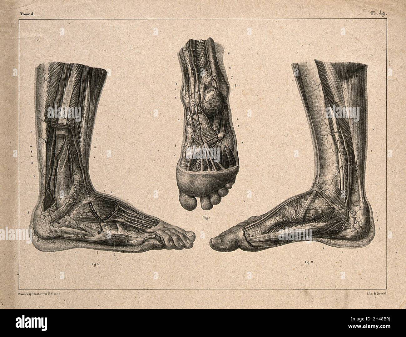 Arteries of the foot: three figures. Lithograph by N.H Jacob, 1831/1854. Stock Photo