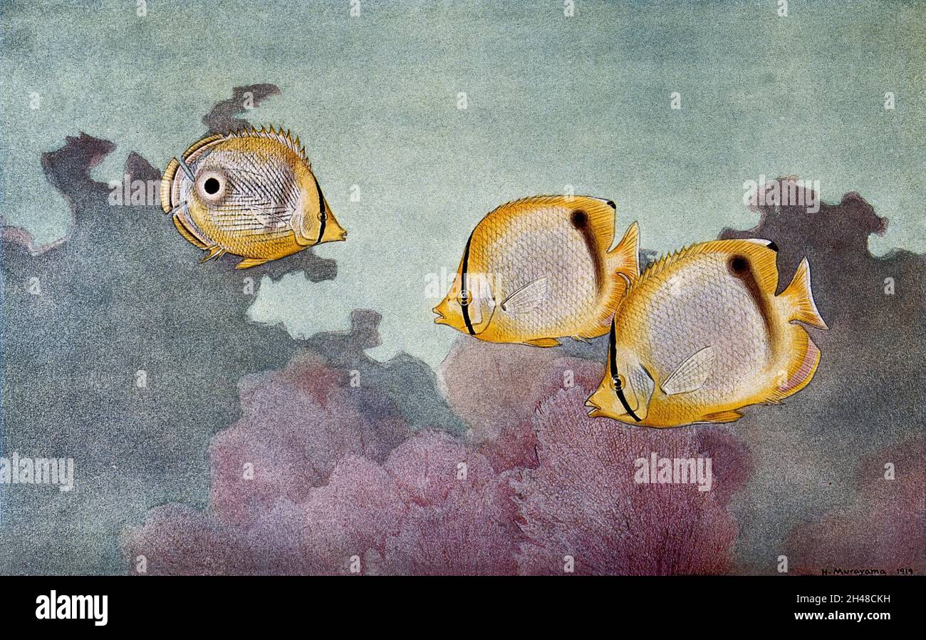 Four-eyed fish and butterly fish swimming in the sea above a coral reef. Colour line block after a painting by H. Murayama. Stock Photo