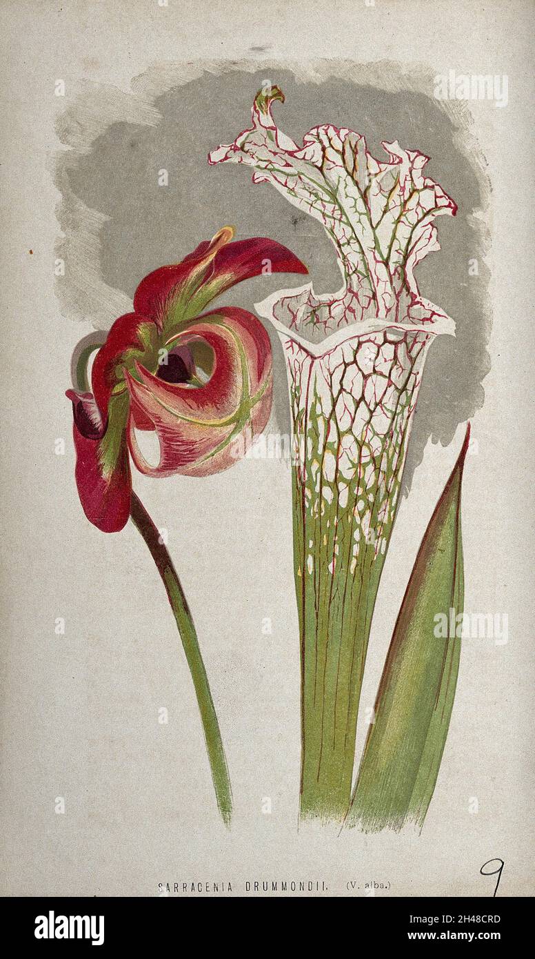 A pitcher plant (Sarracenia drummondii): flower, young leaf and pitcher. Chromolithograph, c. 1870, after H. Briscoe. Stock Photo