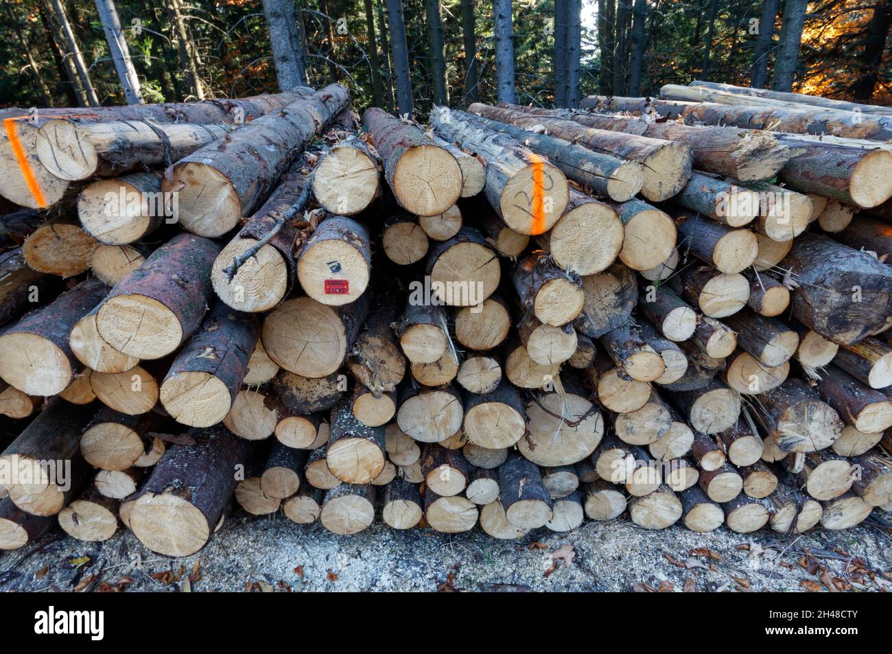 Harvested logs stacked in the woods for seasoning. Stock Photo