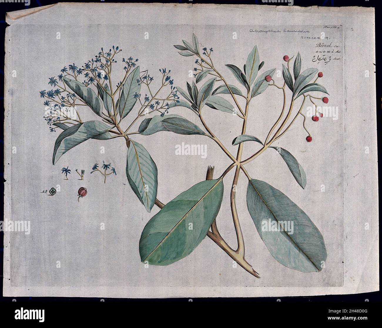 Acronychia launifolia Blume: branch with flowers and fruit, separate flowers and fruit and cross-section of fruit with seeds. Coloured line engraving. Stock Photo