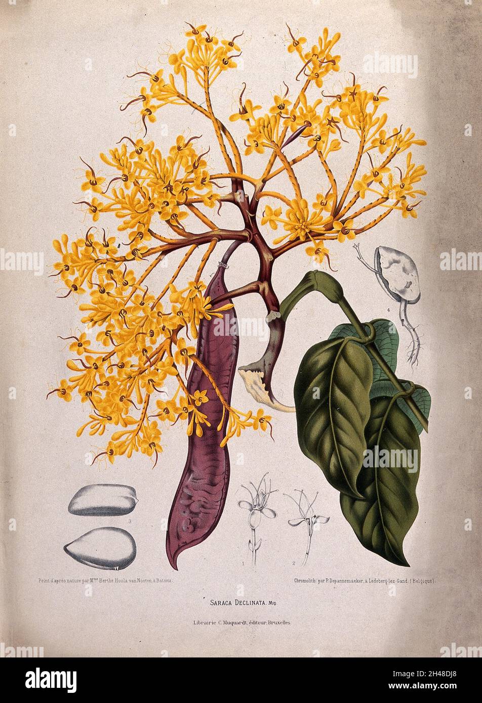 A plant (Saraca declinata Miq.) related to the asoka tree: flowering and fruiting shoot with separate numbered flowers, seeds and germinating seed. Chromolithograph by P. Depannemaeker, c.1885, after B. Hoola van Nooten. Stock Photo