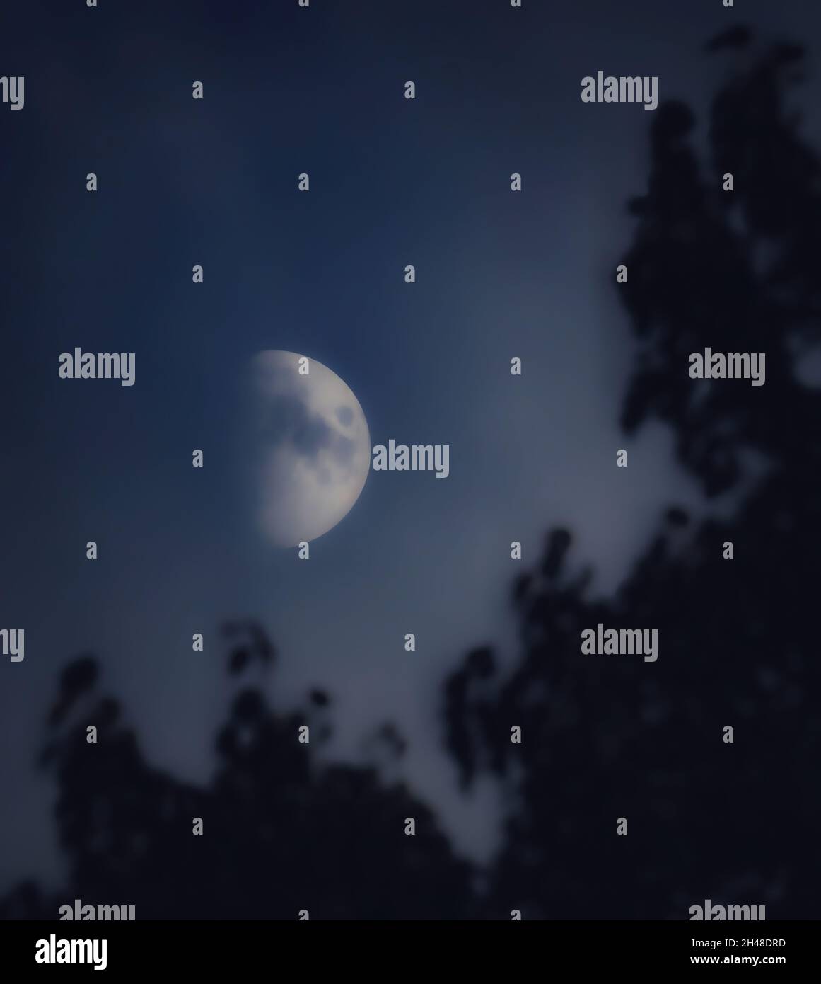 Moon in if first quarter phase with blurry tree silhouettes at night