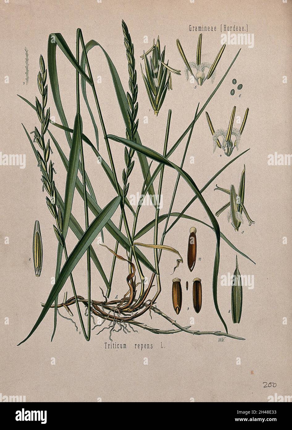 Couch grass (Elymus repens): flower and seedheads with roots and floral segments. Chromolithograph, c. 1887, after W. Müller. Stock Photo