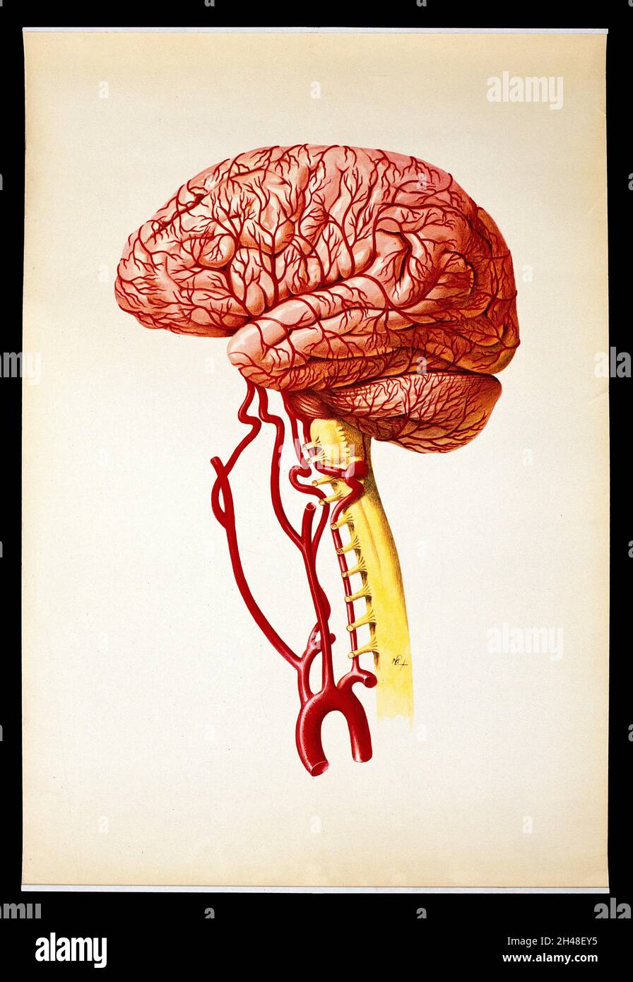 Diagram of the lateral view of the human brain hi-res stock photography ...