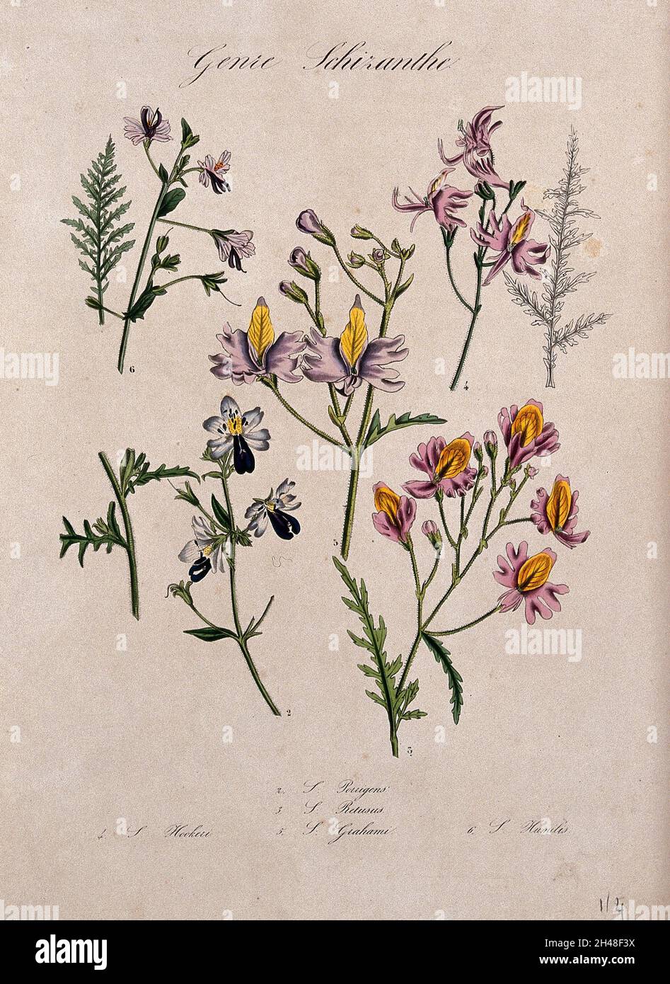 Five different types of butterfly flower (Schizanthus species): flowering stems and leaves. Coloured lithograph. Stock Photo