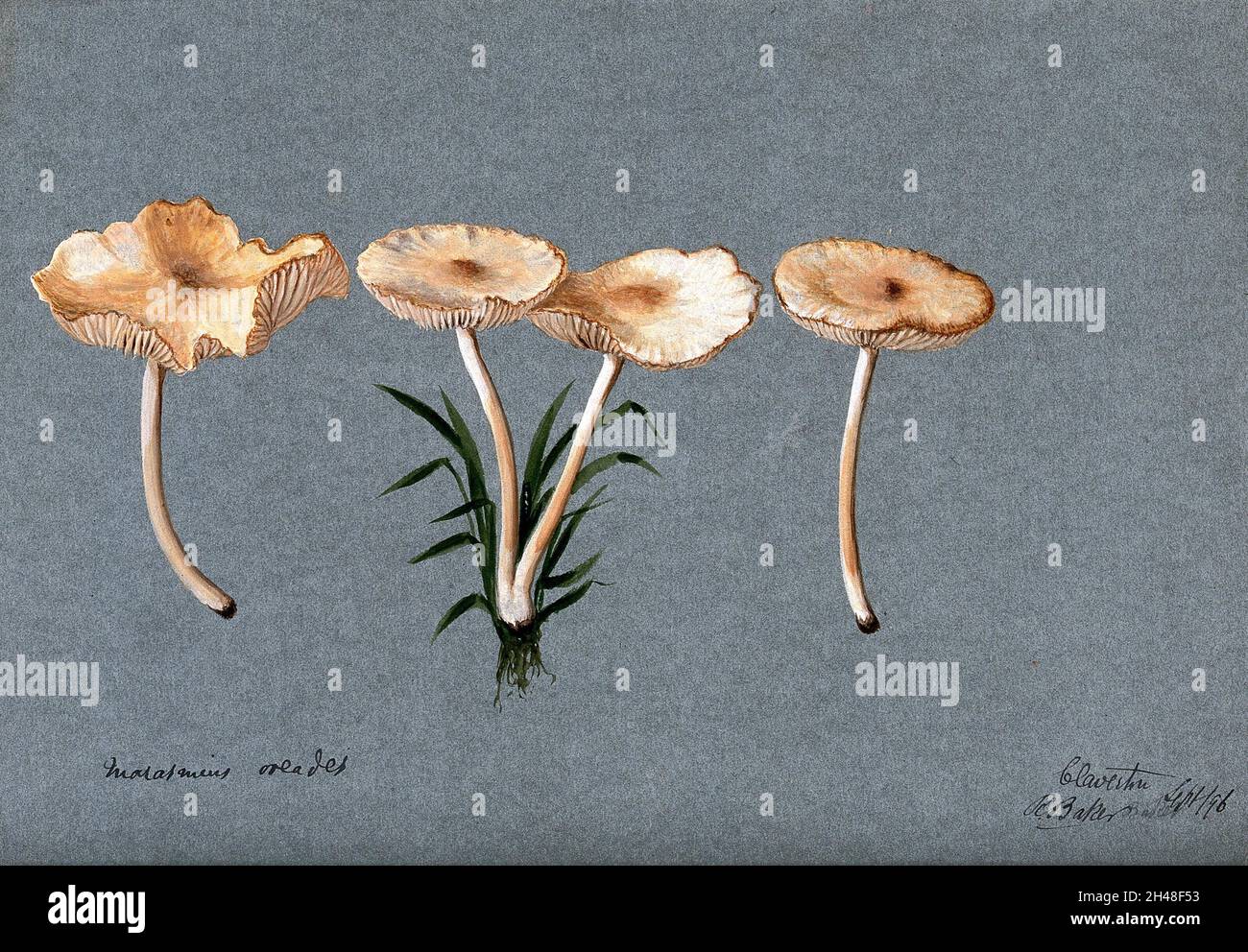 Fairy ring mushroom (Marasmius oreades): four fruiting bodies. Watercolour by R. Baker, 1896. Stock Photo