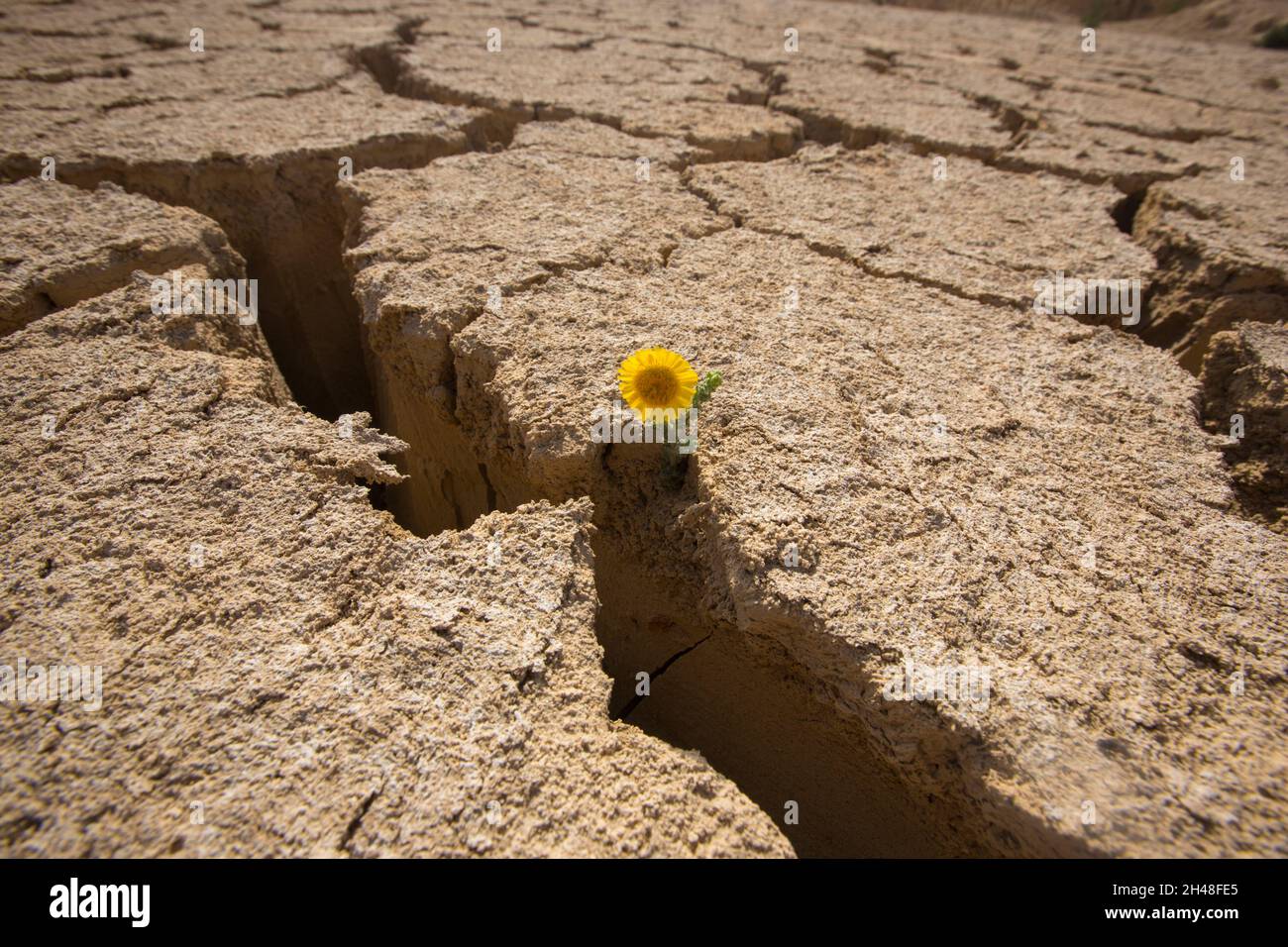 Eco concept of drought Flower grows out of dry cracked mud Stock Photo