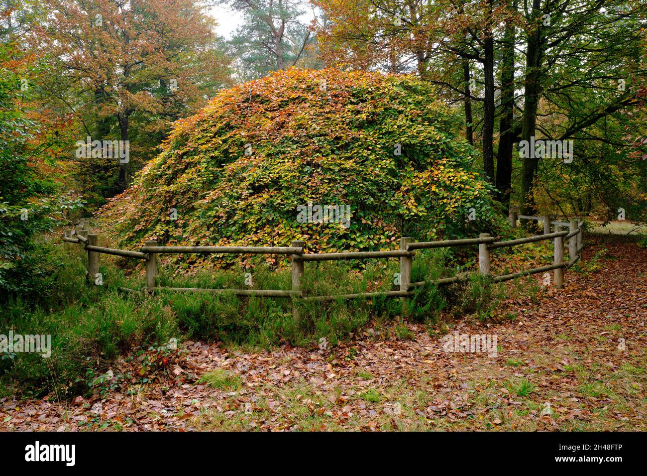 Twisted beech tree. Les Faux de Verzy, Marne, Grand Est, France. Stock Photo