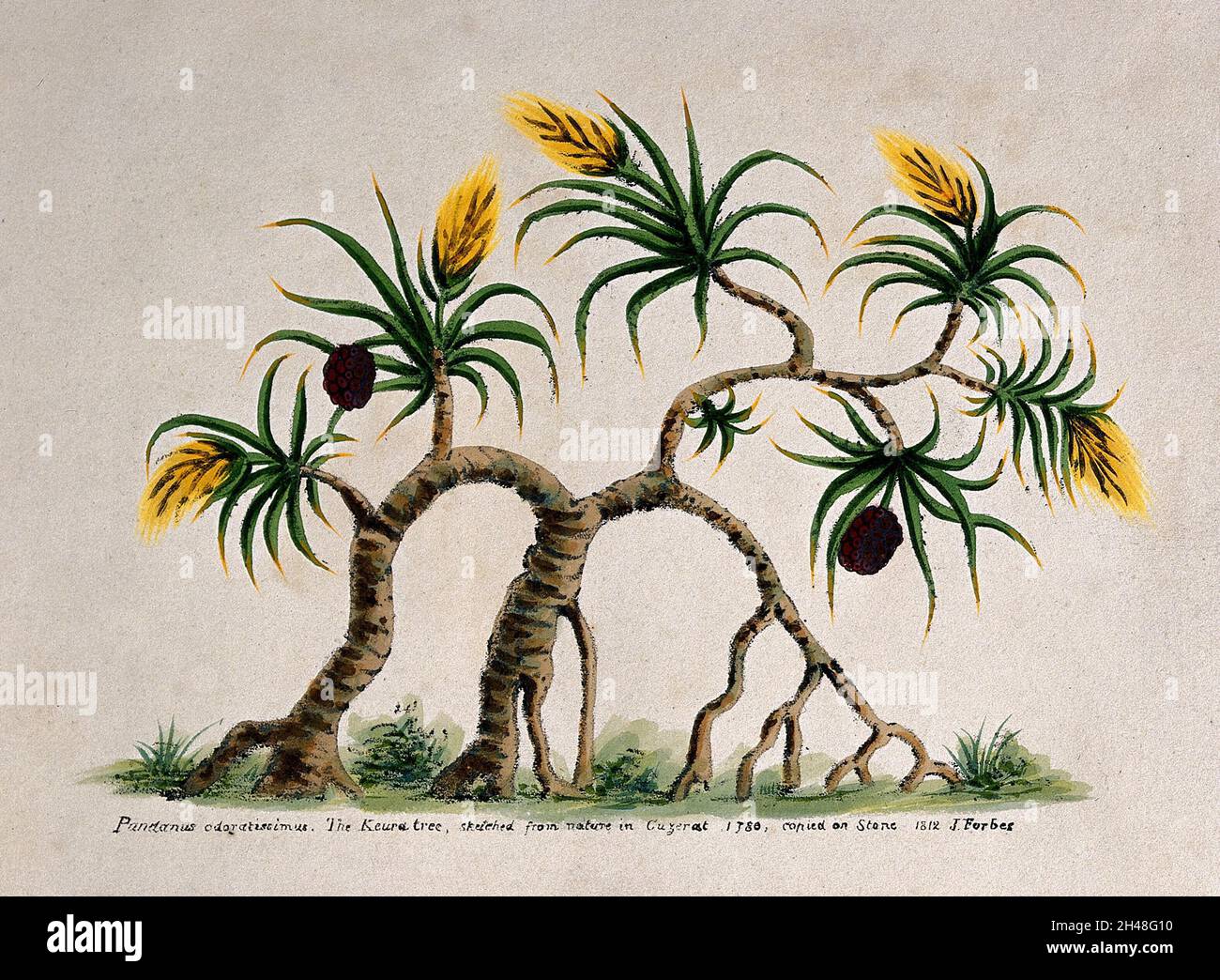 Ketaki (Pandanus tectorius Sol. ex Parkinson): tree bearing flowers and fruit. Coloured lithograph, 1780, after J. Forbes, 1812. Stock Photo