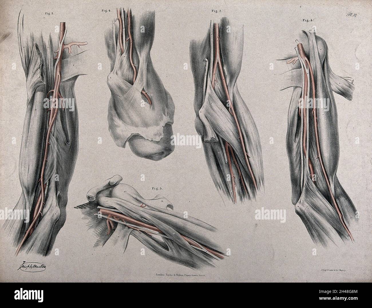 The circulatory system: dissections of the arm and shoulder, with ...