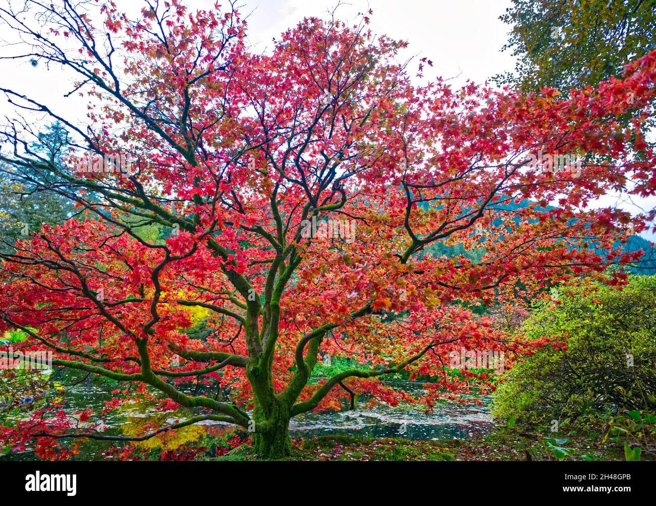 Benmore Botanic Garden Stock Photo