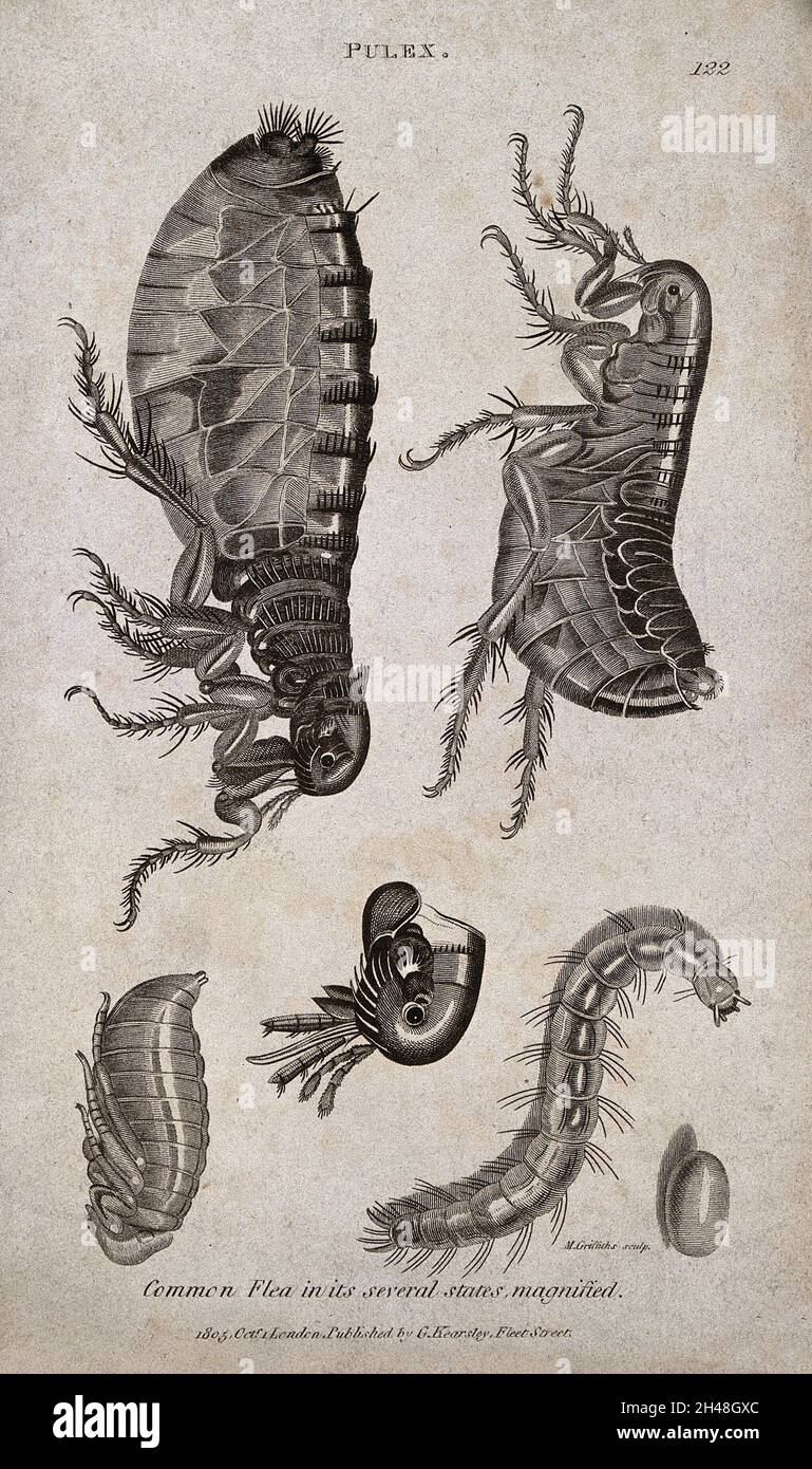 Egg larva pupa adult hi-res stock photography and images - Alamy