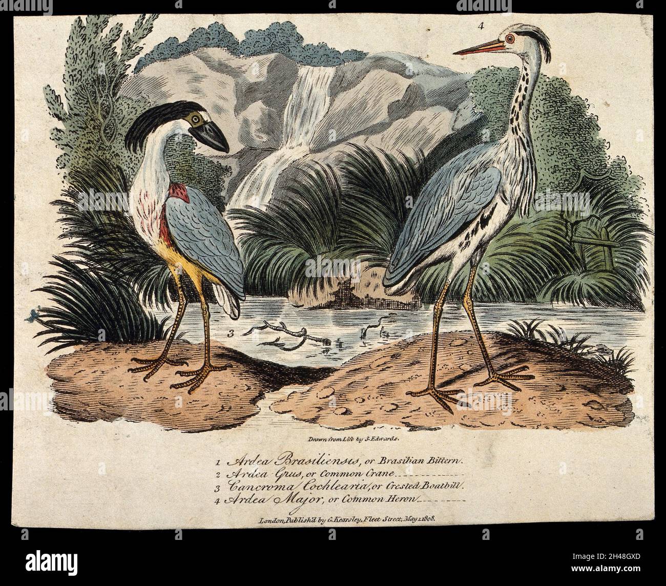 A crested boatbill (Cancroma cochlearia) and common heron (Ardea cinerea). Coloured engraving, ca. 1808, after S. Edwards. Stock Photo