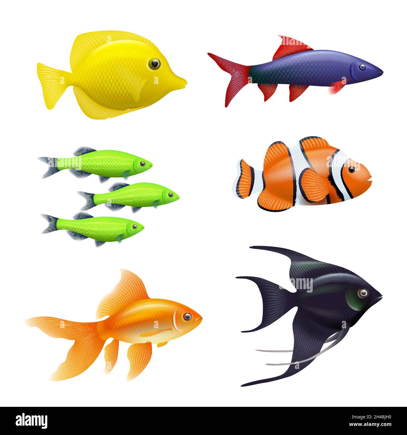 Realistic aquarium fishes. Golden colored swimming fishes exotic aquarium animals decent vector pictures set isolated on white Stock Vector