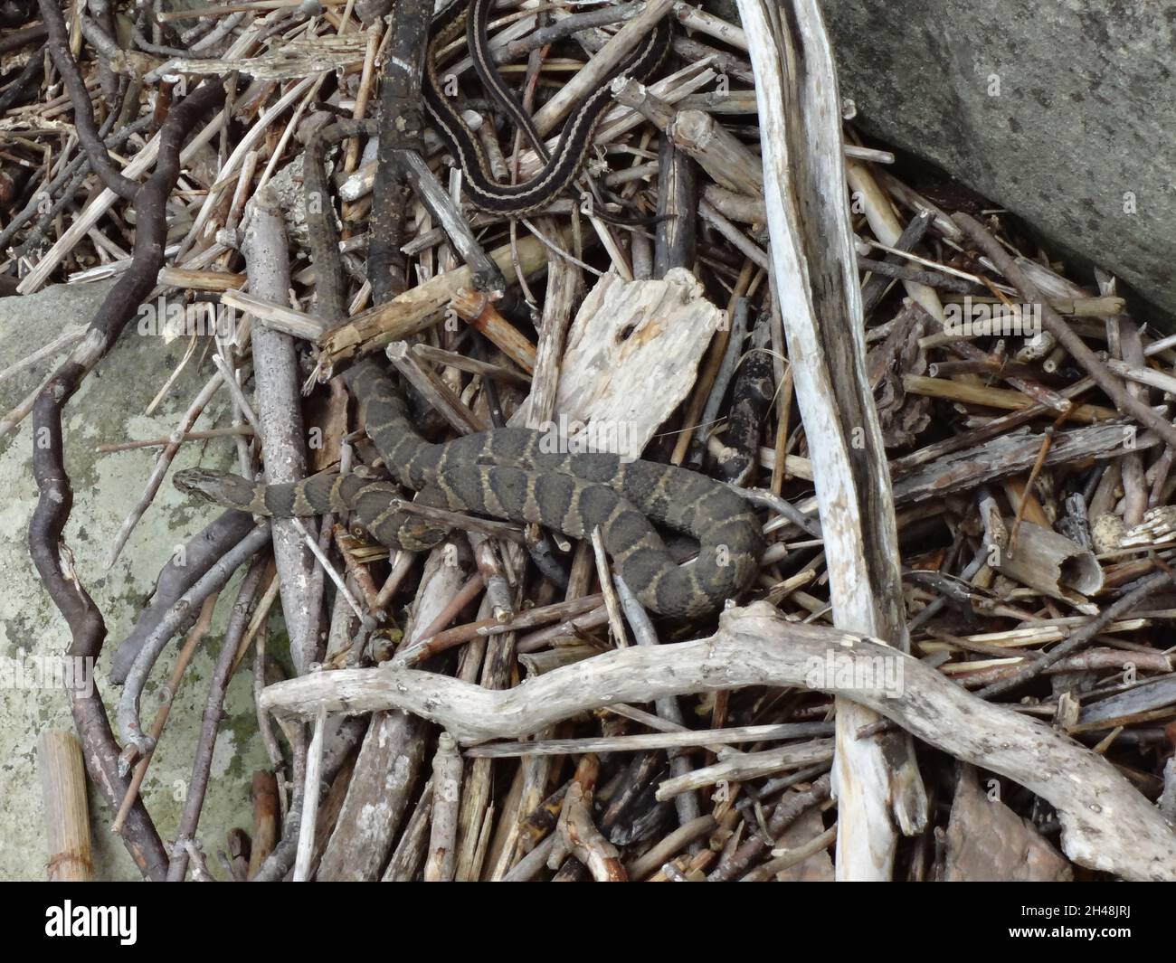 Many snakes together in a pile of wood sticks and twigs Stock Photo Alamy