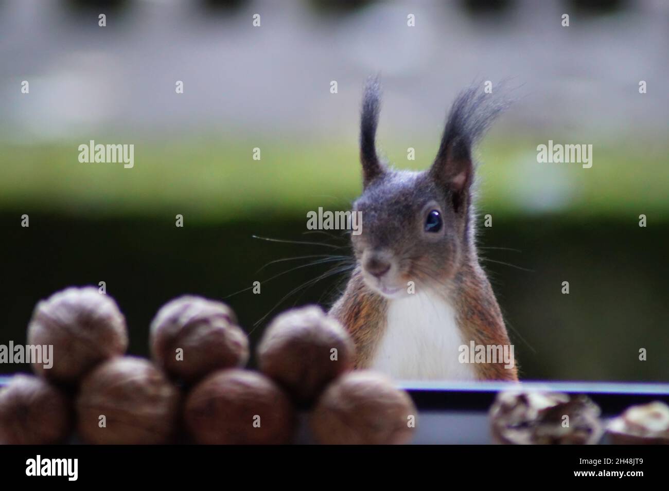 Besuch am Fenster Stock Photo