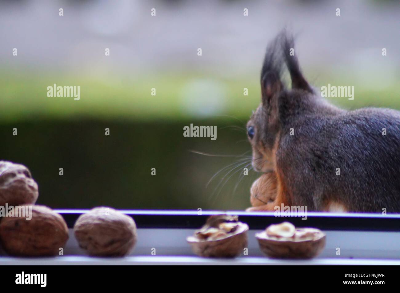 Hungriges Eichhörnchen am Fenster Stock Photo