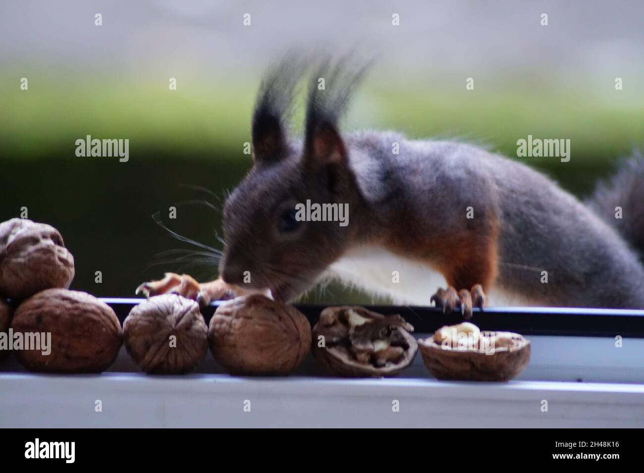 Eichhörnchen bei der Nahrungssuche Stock Photo