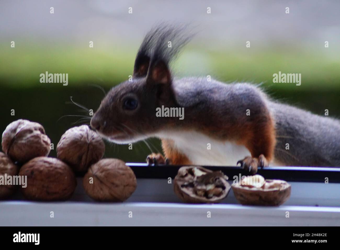 An Walnüssen schnupperndes Eichhörnchen Stock Photo