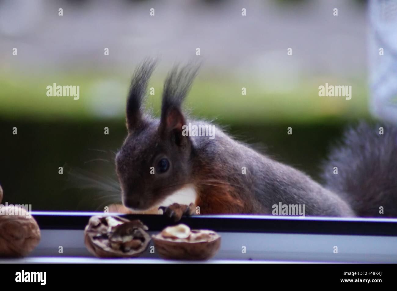 Eichhörnchen - Besuch am Fenster Stock Photo