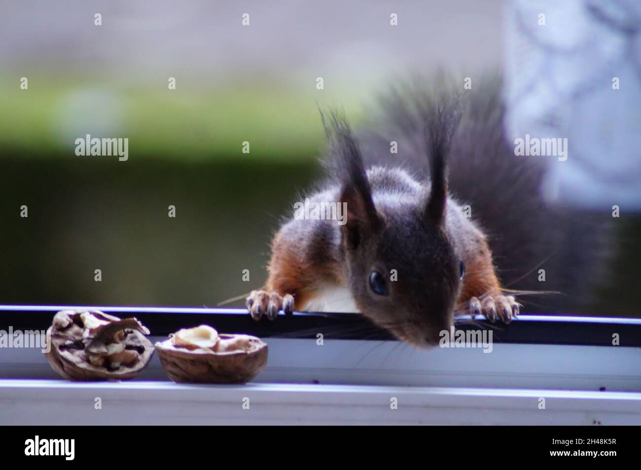 Eichhörnchen - Besuch am Fenster Stock Photo