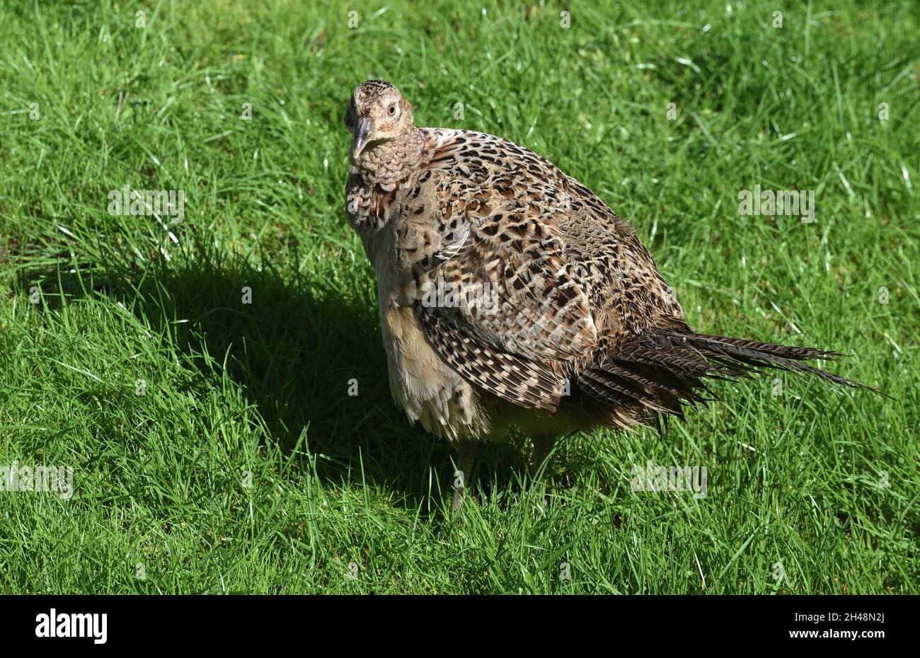 Hen pheasant Stock Photo