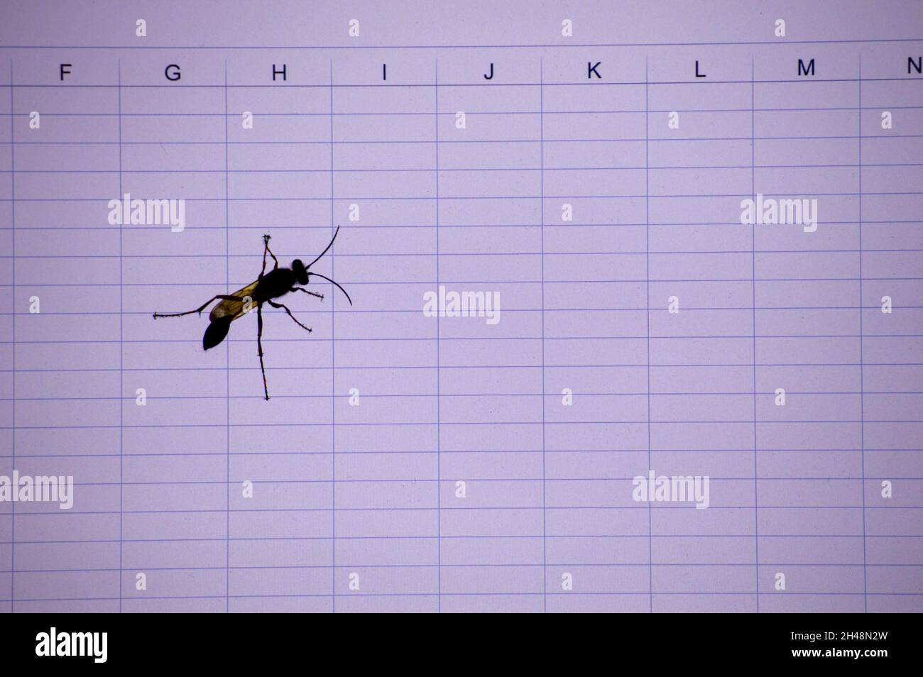 A bug computer definition is referred to as a failure or a flaw in the software program. A Bug is produces an incorrect or undesired result Stock Photo