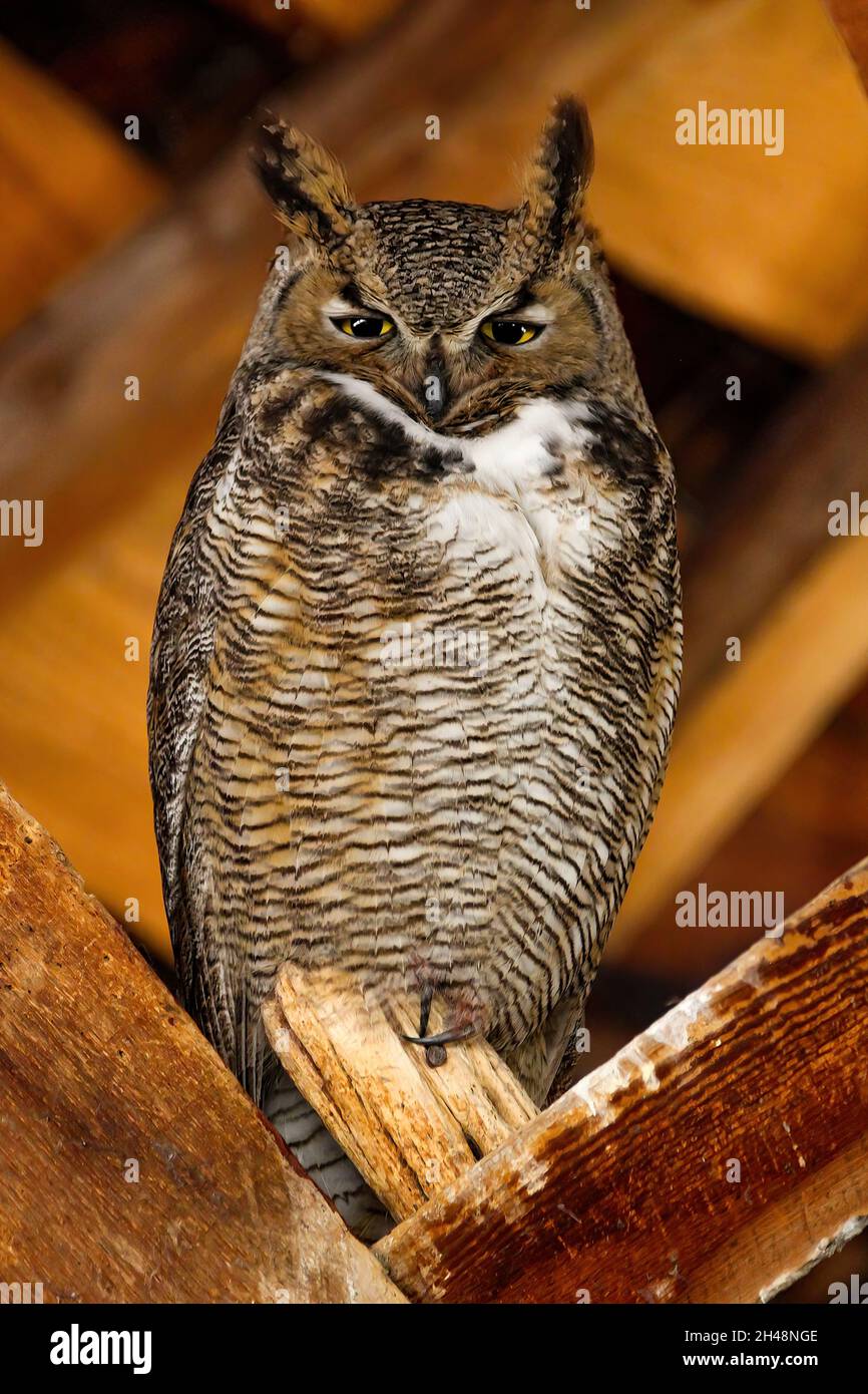 Closeup shot of a female Great Horned owl in a barn in Eastern Oregon Stock Photo