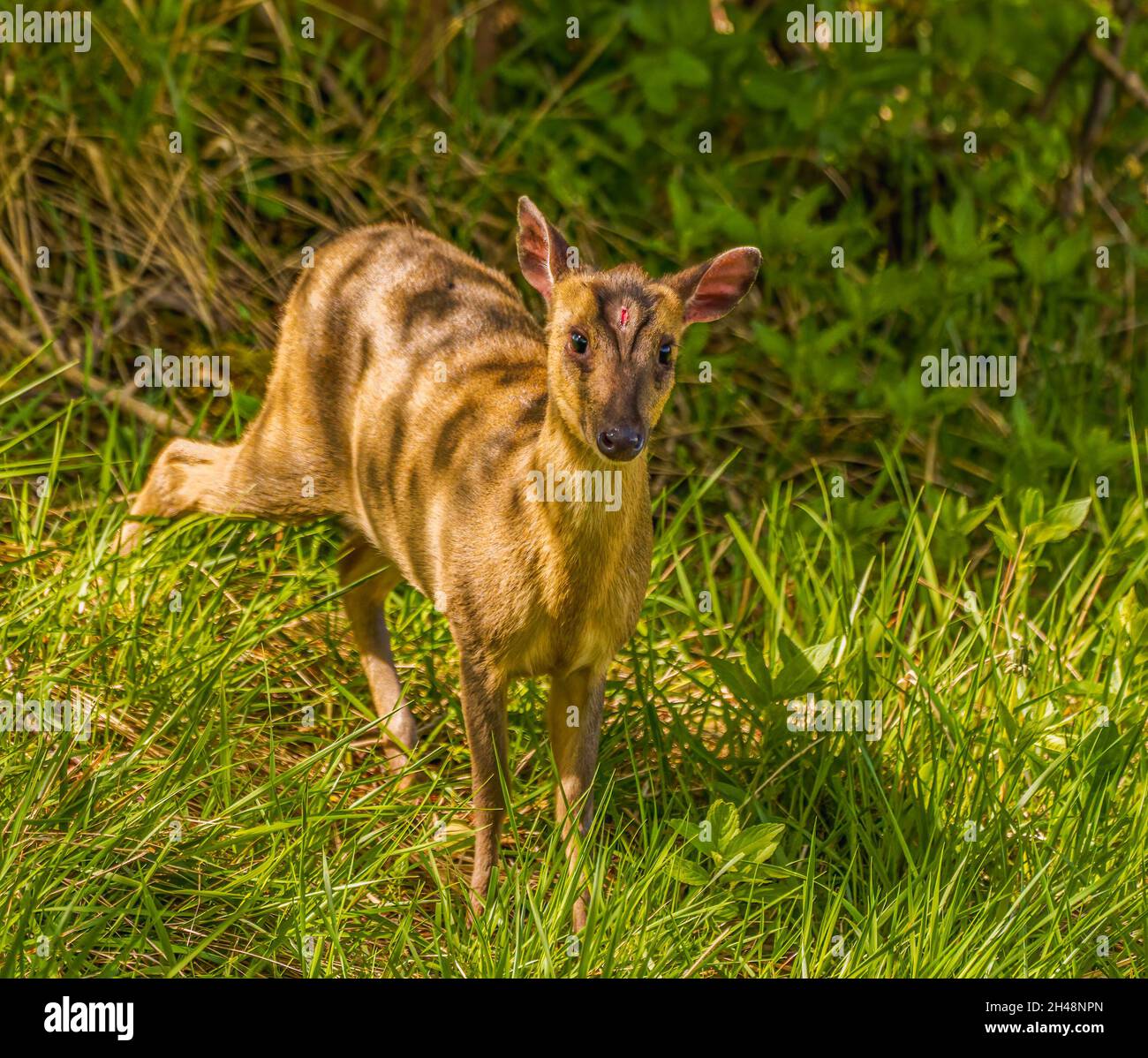 Juvenile Roe Deer Surprised on Slopes of Cotswold Hills Stock Photo
