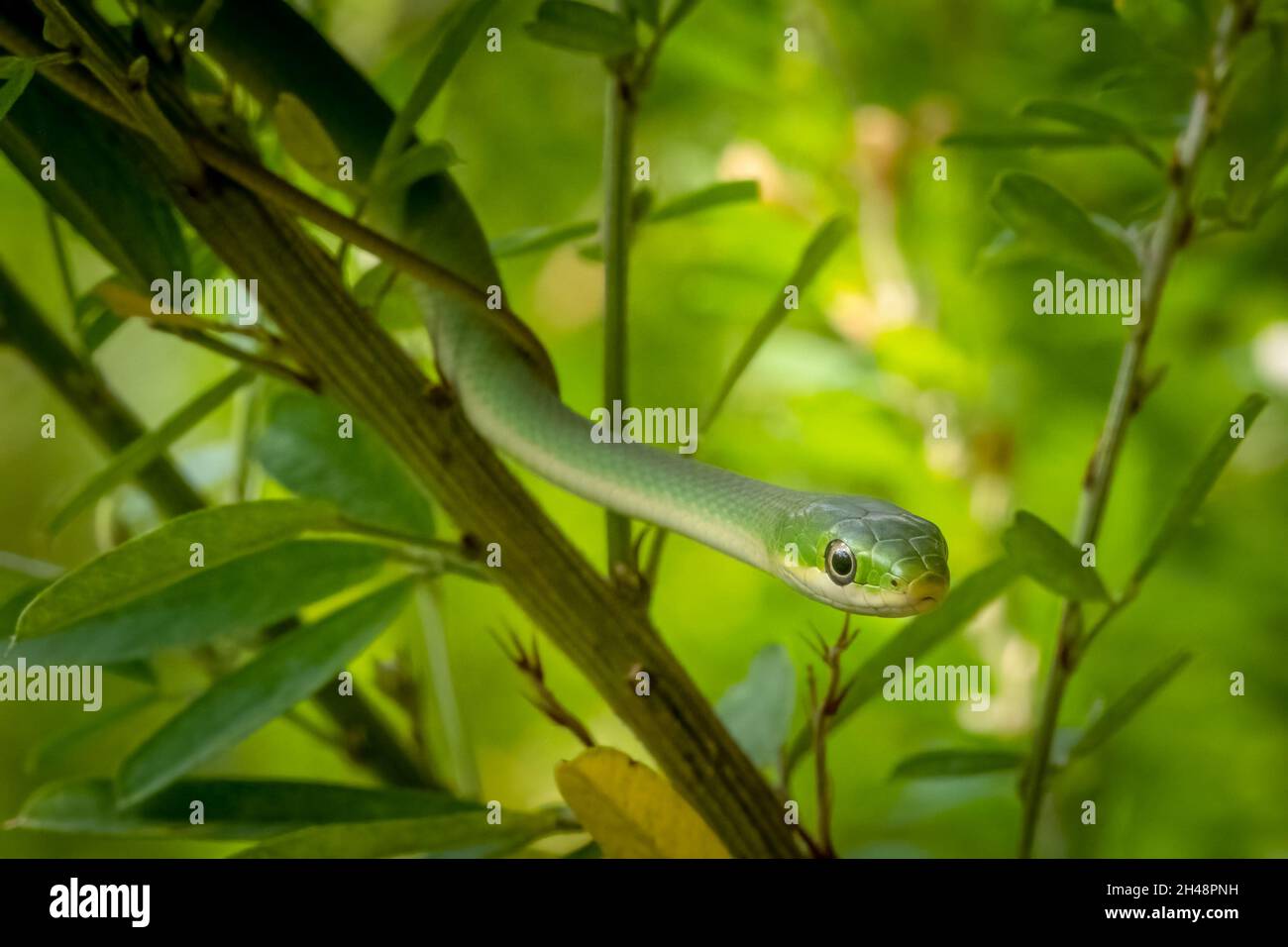 A camoflauged Rough Green Snake (Opheodrys aestivus) patiently waits in the bushes for prey to wander by. Stock Photo