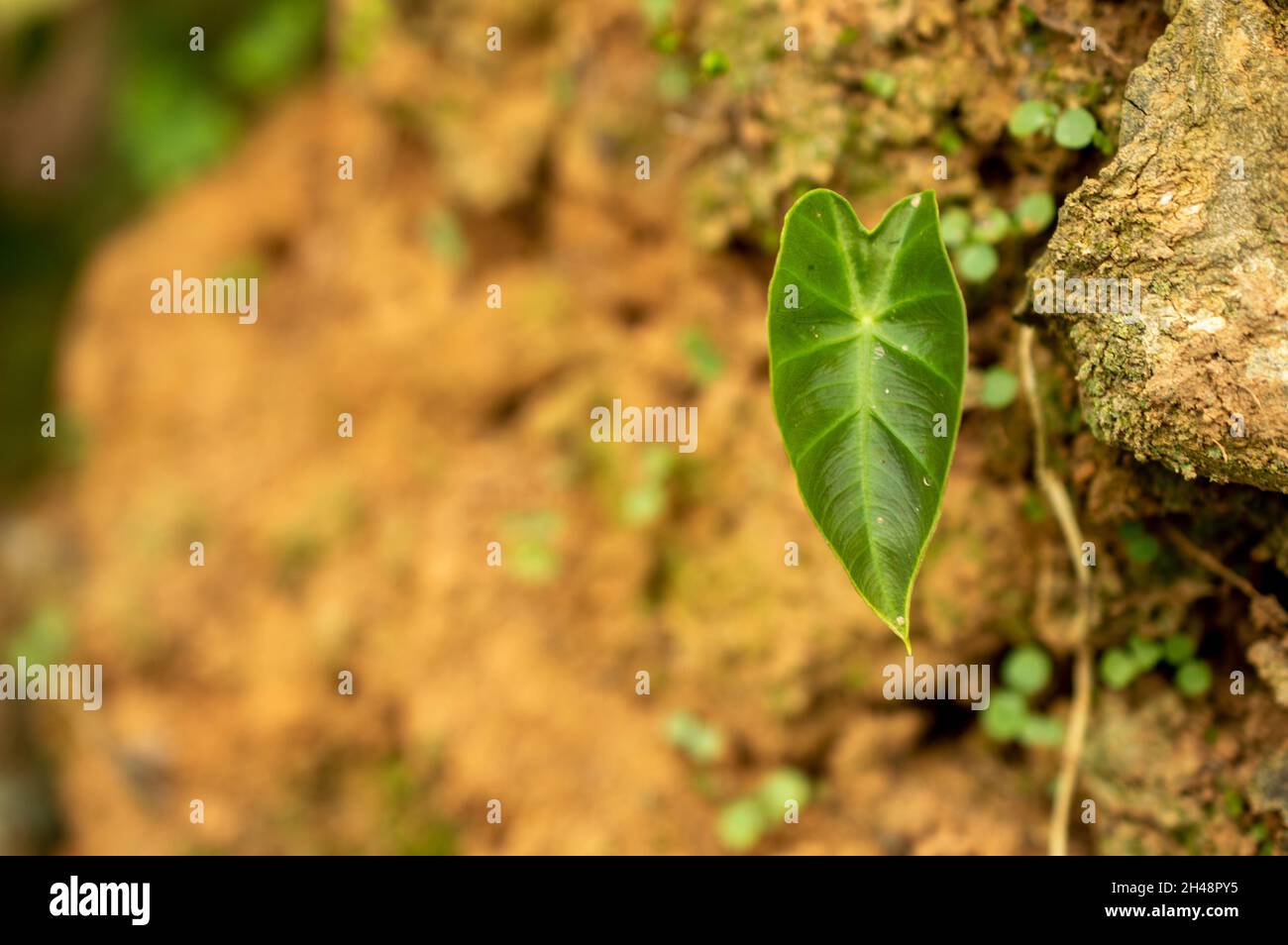 Wild plants can be called as weeds. Weeds are the unwanted plants grown